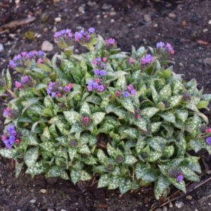 HIERBAS PULMONARIA GRANEL